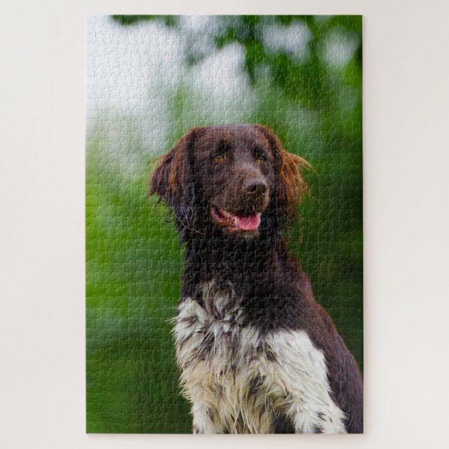 Münsterländer Hund. Puzzle (Vertikal)