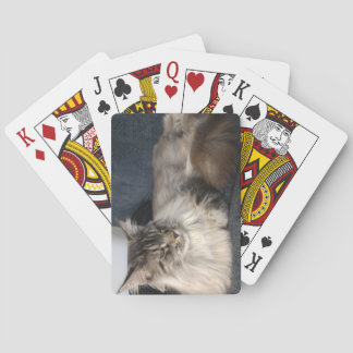 Münzkatze Spielkarten
