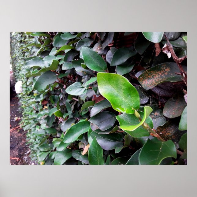 mural poster (Vorne)