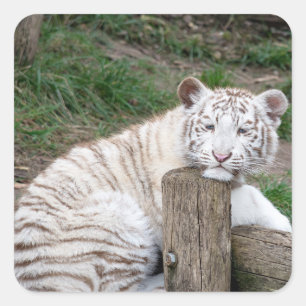 Müred Sleepy White Tiger Ruhen auf Baumhaken Quadratischer Aufkleber