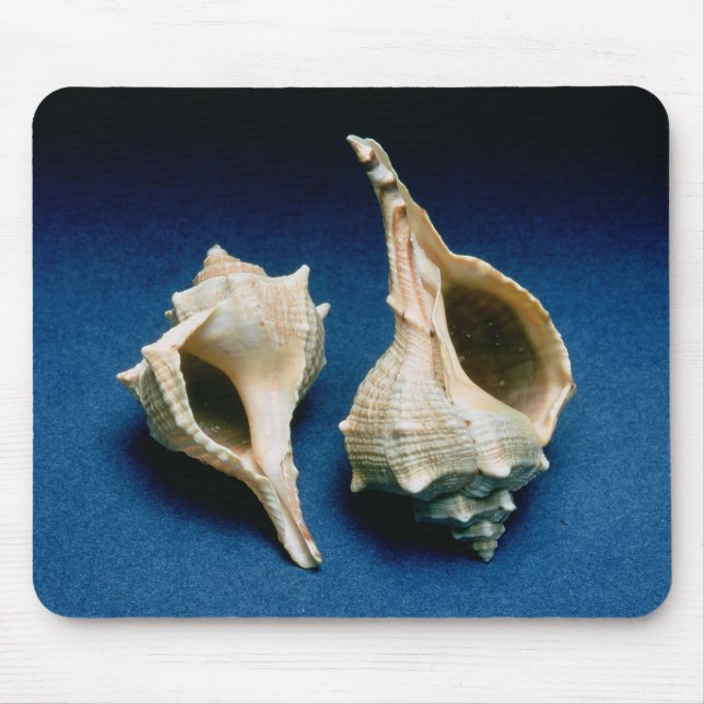 Murex-Muschel Mousepad (Vorne)