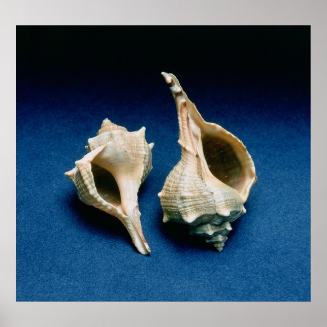 Murex Muschel Poster (Vorne)