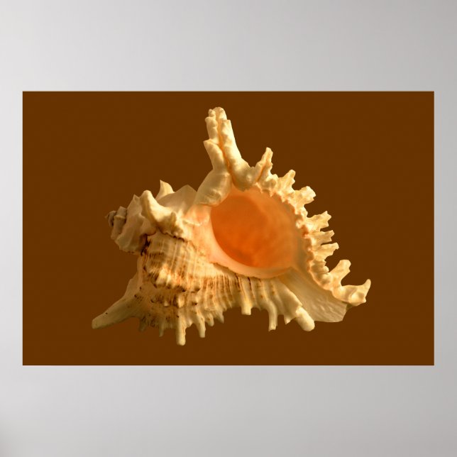 Murex Ramous Poster (Vorne)