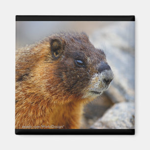 Murmeltier Magnet