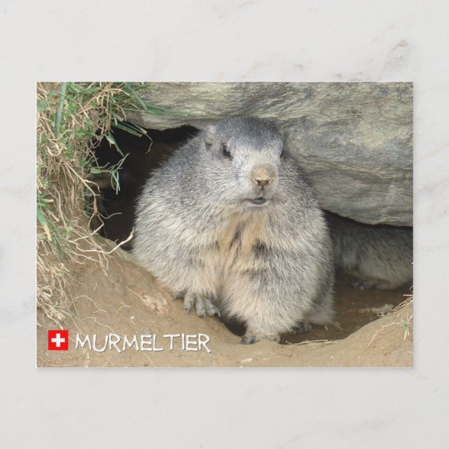 Murmeltier, Schweiz / Marmot, Schweiz Postkarte (Vorderseite)
