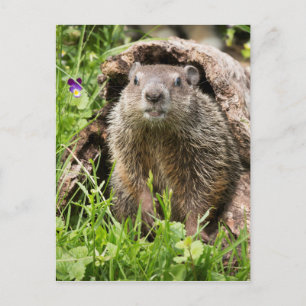 Murmeltiere in einem hohlen Baumstamm Postkarte