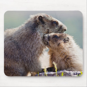 Murmeltiermutter mit Baby Mousepad