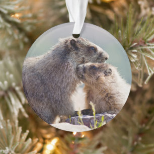 Murmeltiermutter mit Baby Ornament