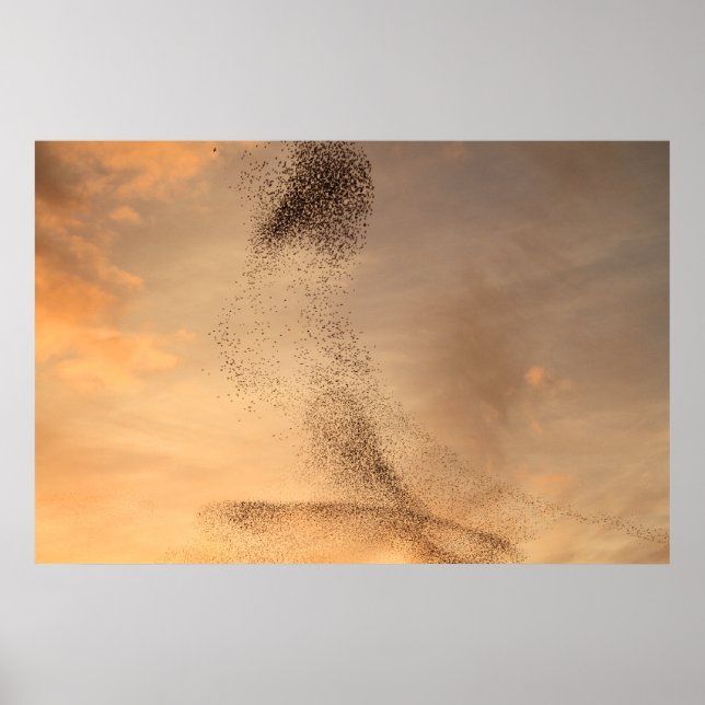 Murmuration von Starling Print Poster (Vorne)