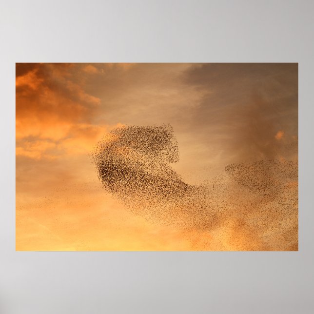 Murmuration von Starlings Print Poster (Vorne)