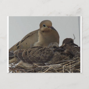 Murning Dove Family Postkarte