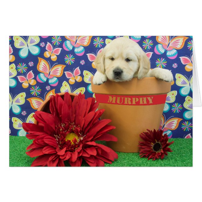 Murphy, Foto der Woche 5 (Vorderseite (Horizontal))