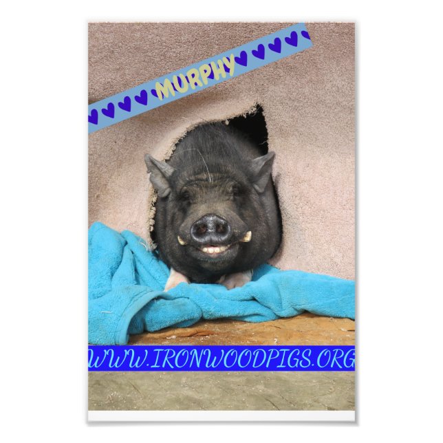 Murphy mit seinem komfortable blauen Decke-Foto Fotodruck (Vorne)