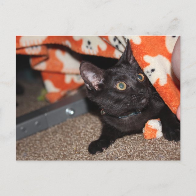 Murphy Postkarte (Vorderseite)