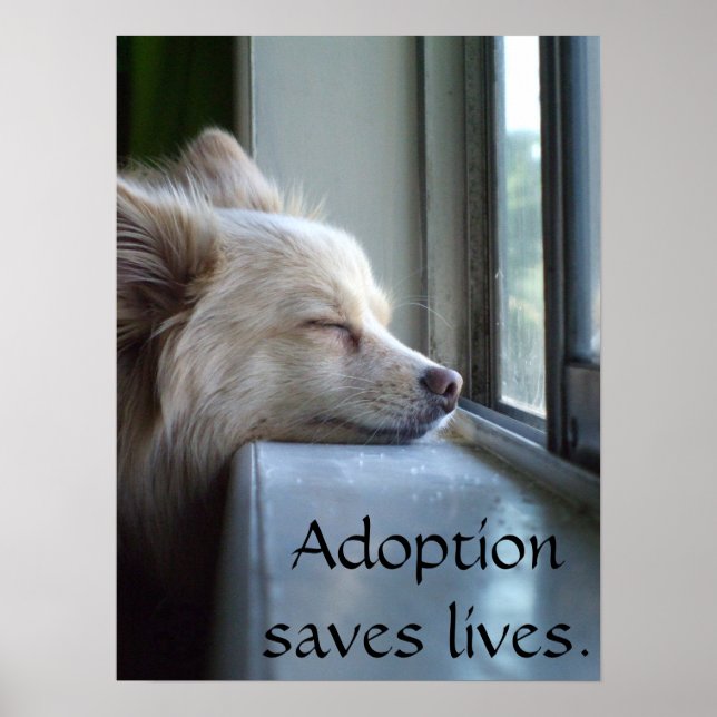 Murray Adoptiert Spitz Poster (Vorne)