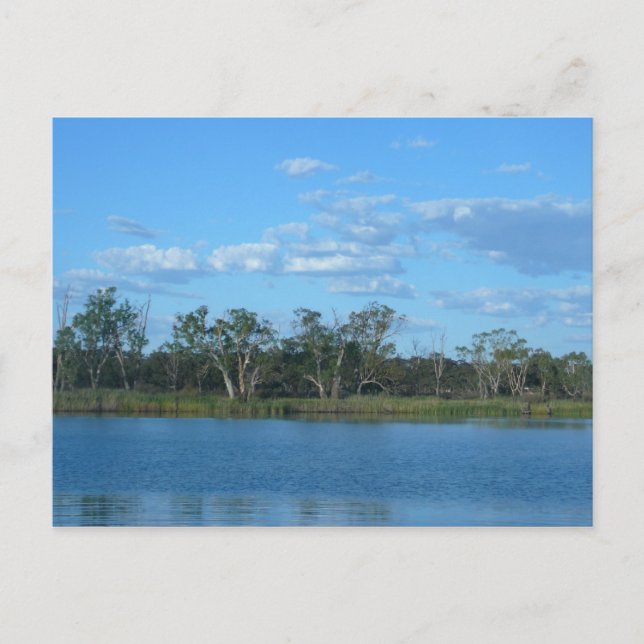 Murray River SA Postcard Postkarte (Vorderseite)