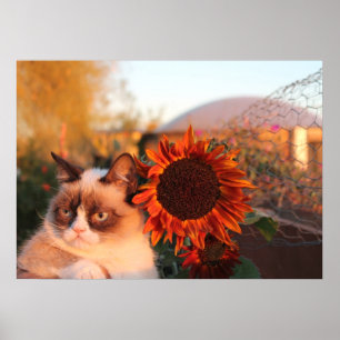 Mürrisches Katzen-Sonnenblume-Plakat Poster