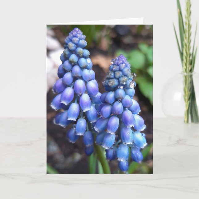 Muscari Armeniacum , TraubenHyakinth mit Raindrops Karte (Vorderseite)