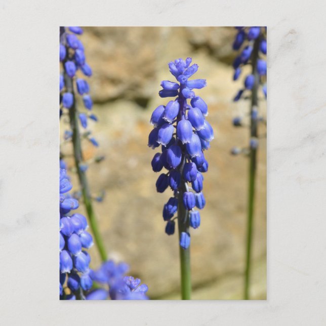 Muscari Gran Hyacinth Postkarte (Vorderseite)
