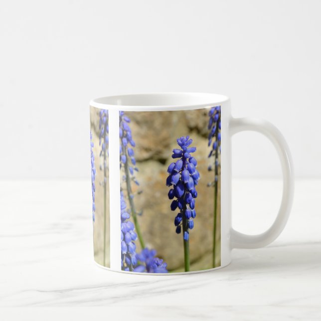 Muscari Grape Hyacinth Tasse (Rechts)
