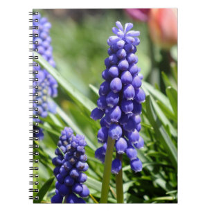 Muscari-Notebook (Trauben-Hyazinthen) Notizblock