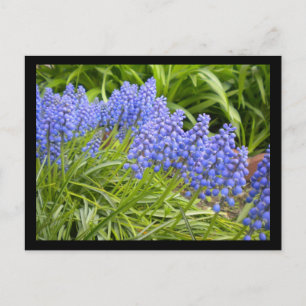 Muscari Postkarte