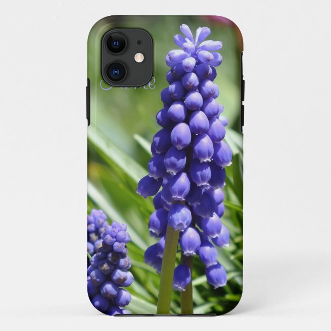 Muscari (Trauben-Hyazinth) iPhone 5 Fall Case-Mate iPhone Hülle (Rückseite)