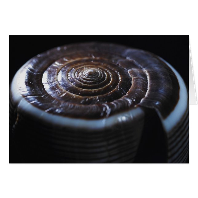 Muschel (Vorderseite (Horizontal))