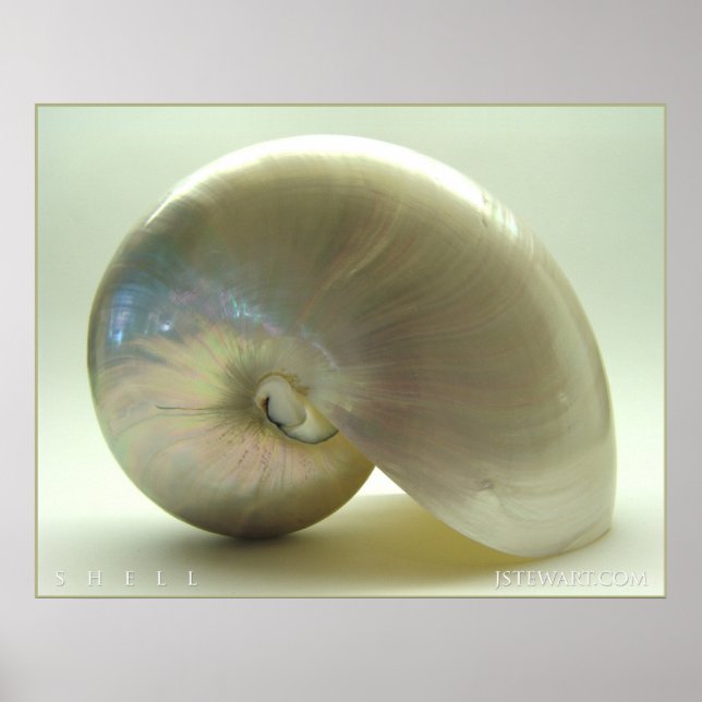 Muschel #1 poster (Vorne)