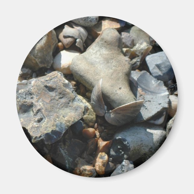 Muschel 3 magnet (Vorne)