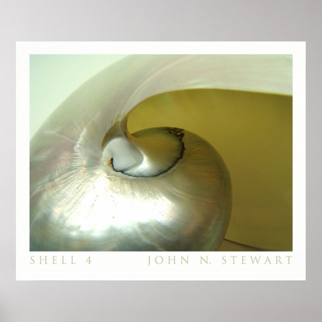 Muschel #4 poster (Vorne)