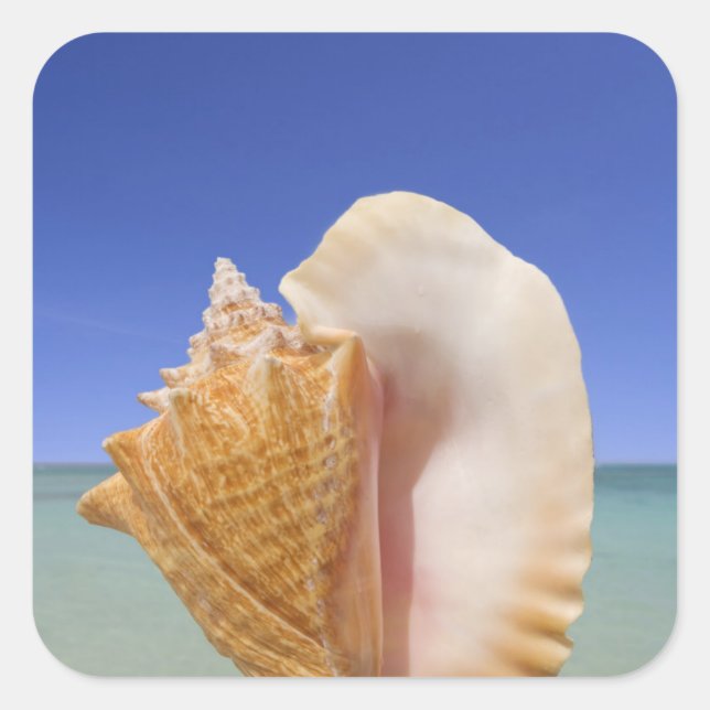 Muschel auf See Nah Quadratischer Aufkleber (Vorderseite)