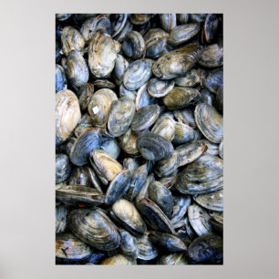 Muschel backen poster