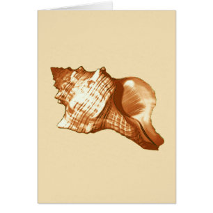 Muschel - braun, weiß und braun