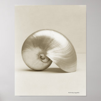 Muschel des Perlschwimms Poster