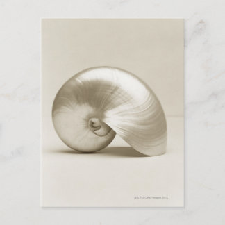 Muschel des Perlschwimms Postkarte