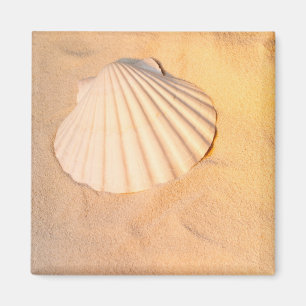 Muschel, die in Sand legt Magnet