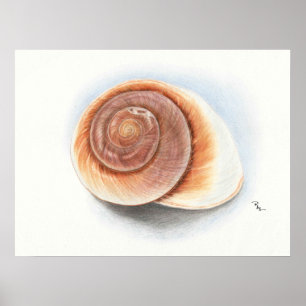 Muschel-Druck Poster