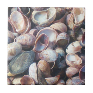 Muschel Fliese