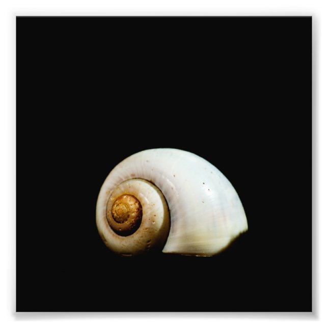Muschel Fotodruck (Vorne)