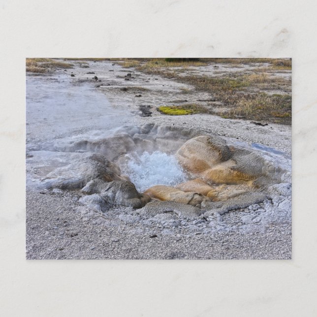 Muschel Frühling im Yellowstone Nationalpark, Wyom Postkarte (Vorderseite)