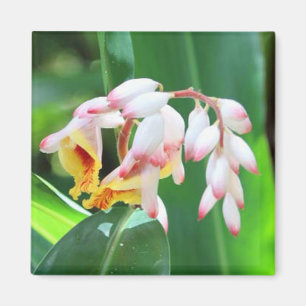 Muschel Ginger Foto Square Magnet