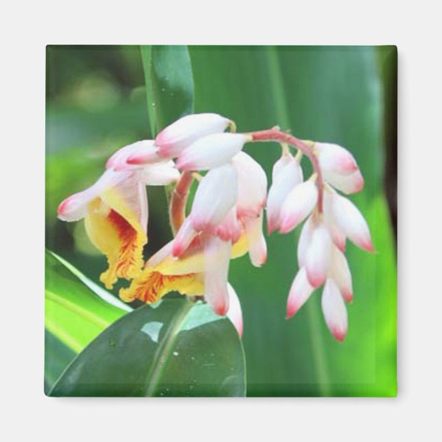 Muschel Ginger Foto Square Magnet (Vorne)