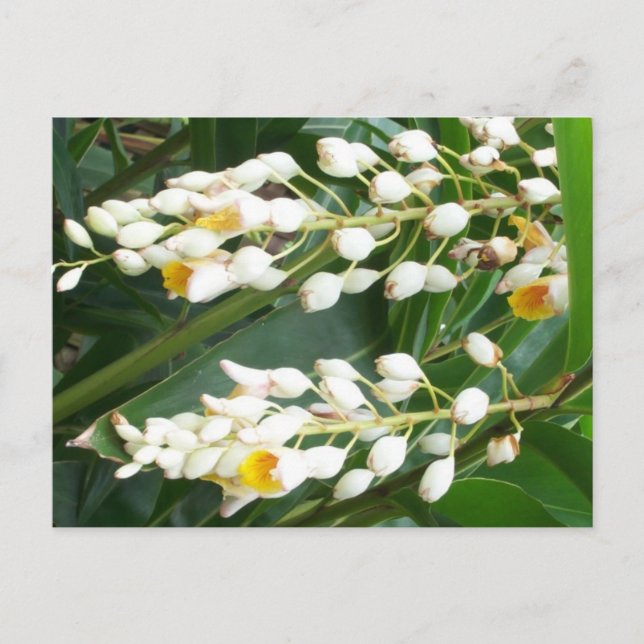 Muschel Ginger Postcard Postkarte (Vorderseite)