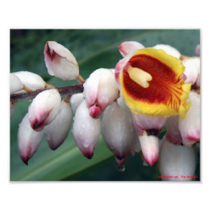 Muschel Gingers Fotodruck