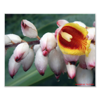 Muschel Gingers Fotodruck