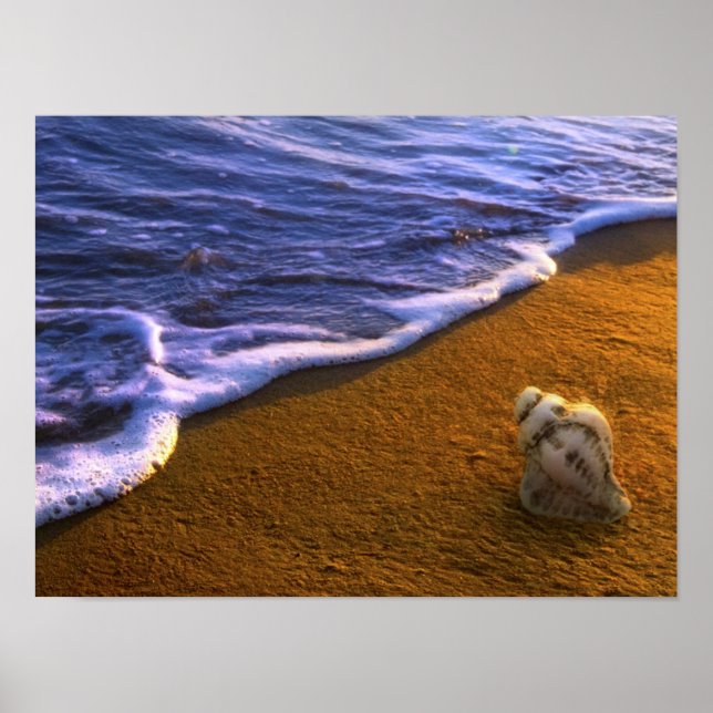 Muschel im Meer in der Surfzone Poster (Vorne)