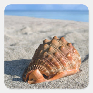 Muschel im Meer, Riesenconch, Cypraeacassis rufa Quadratischer Aufkleber
