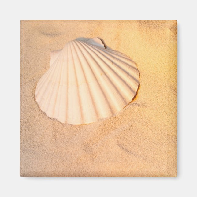 Muschel in Sand Magnet (Vorne)