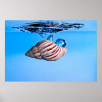 Muschel ins Wasser fallen